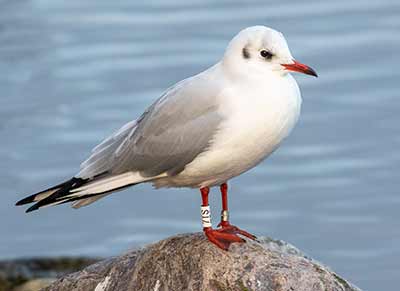 Black-headed Gull (Chroicocephalus ridibundus) [Christianshavns vold og voldgrav, Denmark]
