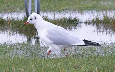 Black-headed Gull (Chroicocephalus ridibundus) [Amager Strandpark, Denmark]