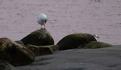 Black-headed Gull (Chroicocephalus ridibundus) [Amager Strandpark, Denmark]