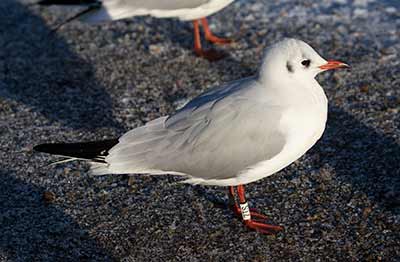 Black-headed Gull (Chroicocephalus ridibundus) [Christianshavns vold og voldgrav, Denmark]