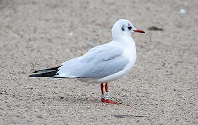 Black-headed Gull (Chroicocephalus ridibundus) [Christianshavns vold og voldgrav, Denmark]