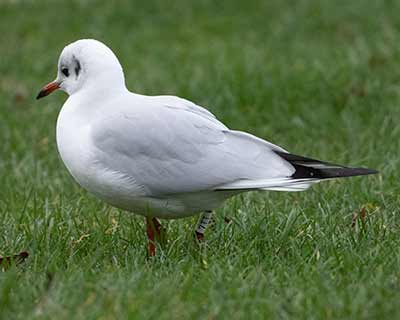 Black-headed Gull (Chroicocephalus ridibundus) [Islands Brygge (Amager), Denmark]