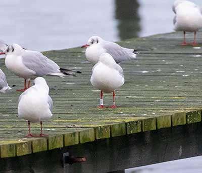 Black-headed Gull (Chroicocephalus ridibundus) [Søstjernen (Amager Strand), Denmark]