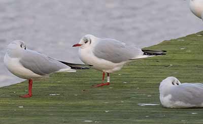 Black-headed Gull (Chroicocephalus ridibundus) [Søstjernen (Amager Strand), Denmark]