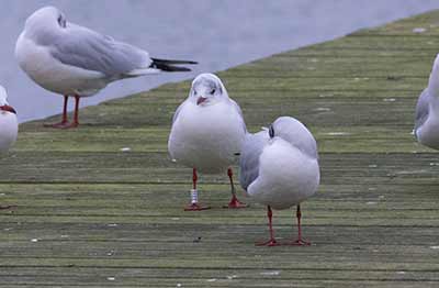Black-headed Gull (Chroicocephalus ridibundus) [Søstjernen (Amager Strand), Denmark]