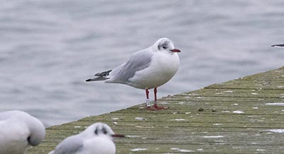 Black-headed Gull (Chroicocephalus ridibundus) [Søstjernen (Amager Strand), Denmark]