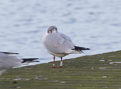 Black-headed Gull (Chroicocephalus ridibundus) [Søstjernen (Amager Strand), Denmark]