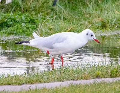 Black-headed Gull (Chroicocephalus ridibundus) [Amager Strandpark, Denmark]
