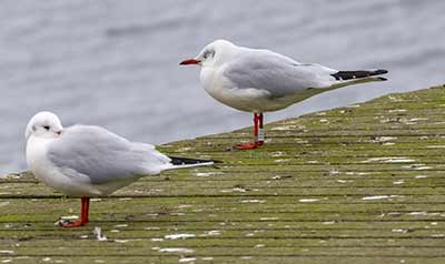 Black-headed Gull (Chroicocephalus ridibundus) [Søstjernen (Amager Strand), Denmark]