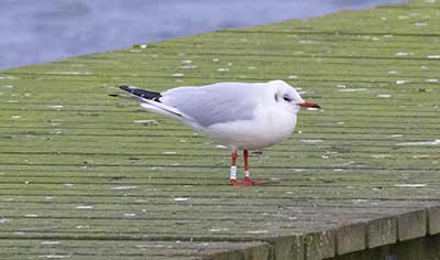 Black-headed Gull (Chroicocephalus ridibundus) [Søstjernen (Amager Strand), Denmark]
