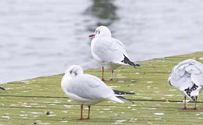 Black-headed Gull (Chroicocephalus ridibundus) [Søstjernen (Amager Strand), Denmark]