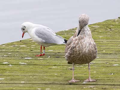 Black-headed Gull (Chroicocephalus ridibundus) [Søstjernen (Amager Strand), Denmark]