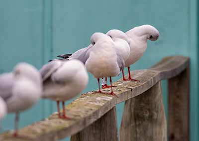 Black-headed Gull (Chroicocephalus ridibundus) [Søstjernen (Amager Strand), Denmark]