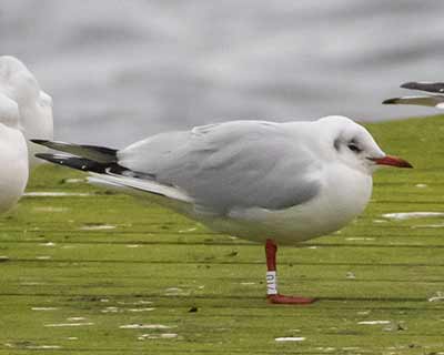 Black-headed Gull (Chroicocephalus ridibundus) [Søstjernen (Amager Strand), Denmark]