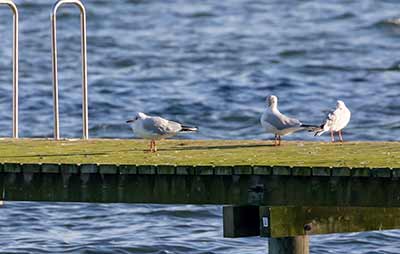 Black-headed Gull (Chroicocephalus ridibundus) [Søstjernen (Amager Strand), Denmark]