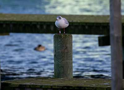 Black-headed Gull (Chroicocephalus ridibundus) [Søstjernen (Amager Strand), Denmark]