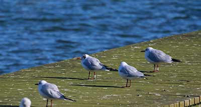 Black-headed Gull (Chroicocephalus ridibundus) [Søstjernen (Amager Strand), Denmark]