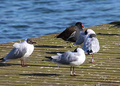 Black-headed Gull (Chroicocephalus ridibundus) [Søstjernen (Amager Strand), Denmark]