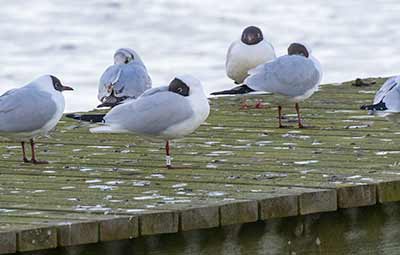 Black-headed Gull (Chroicocephalus ridibundus) [Søstjernen (Amager Strand), Denmark]
