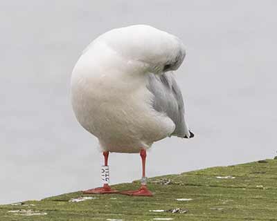 Black-headed Gull (Chroicocephalus ridibundus) [Søstjernen (Amager Strand), Denmark]