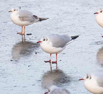 Black-headed Gull (Chroicocephalus ridibundus) [Christianshavns vold og voldgrav, Denmark]