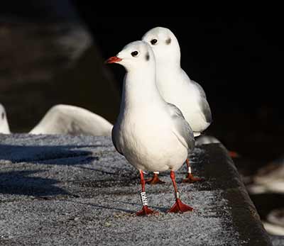 Black-headed Gull (Chroicocephalus ridibundus) [Søerne (København), Denmark]