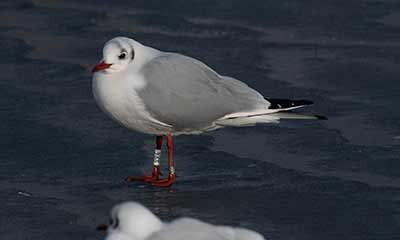 Black-headed Gull (Chroicocephalus ridibundus) [Dragør, Denmark]