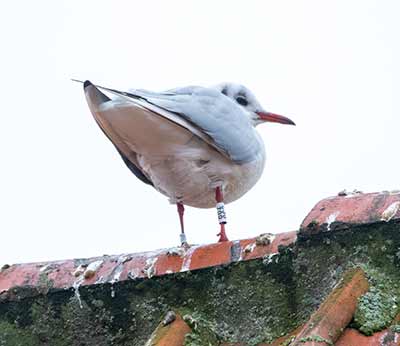 Black-headed Gull (Chroicocephalus ridibundus) [Dragør, Denmark]