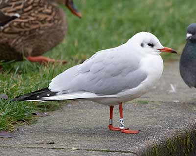 Black-headed Gull (Chroicocephalus ridibundus) [Islands Brygge (Amager), Denmark]
