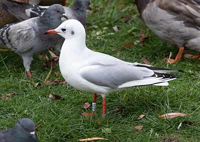 Black-headed Gull (Chroicocephalus ridibundus) [Christianshavns vold og voldgrav, Denmark]