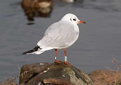 Black-headed Gull (Chroicocephalus ridibundus) [Christianshavns vold og voldgrav, Denmark]