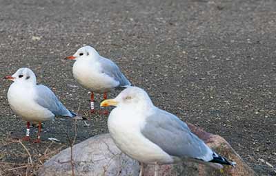 Black-headed Gull (Chroicocephalus ridibundus) [Christianshavns vold og voldgrav, Denmark]