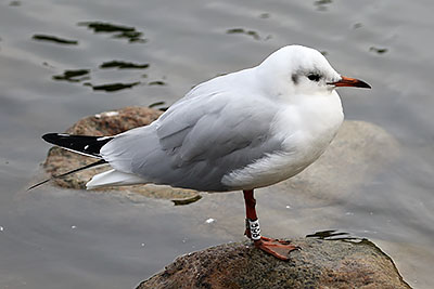 Black-headed Gull (Chroicocephalus ridibundus) [Christianshavns vold og voldgrav, Denmark]