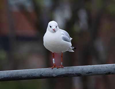 Black-headed Gull (Chroicocephalus ridibundus) [Christianshavns vold og voldgrav, Denmark]