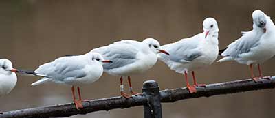 Black-headed Gull (Chroicocephalus ridibundus) [Christianshavns vold og voldgrav, Denmark]