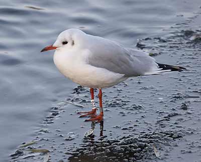 Black-headed Gull (Chroicocephalus ridibundus) [Christianshavns vold og voldgrav, Denmark]