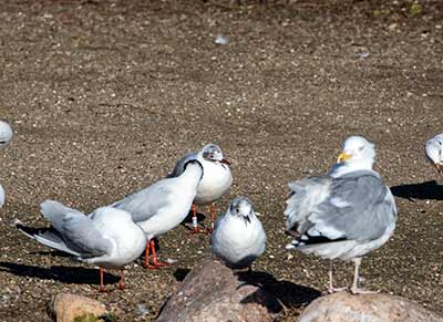 Black-headed Gull (Chroicocephalus ridibundus) [Christianshavns vold og voldgrav, Denmark]