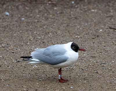 Black-headed Gull (Chroicocephalus ridibundus) [Christianshavns vold og voldgrav, Denmark]