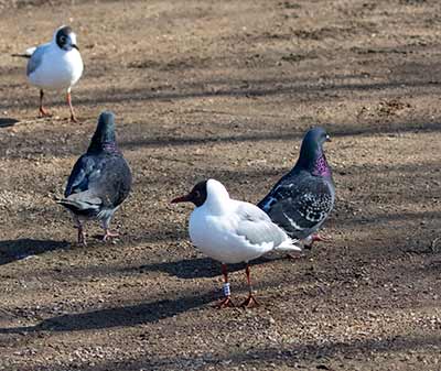 Black-headed Gull (Chroicocephalus ridibundus) [Christianshavns vold og voldgrav, Denmark]