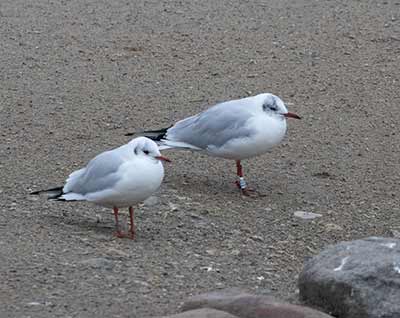 Black-headed Gull (Chroicocephalus ridibundus) [Christianshavns vold og voldgrav, Denmark]