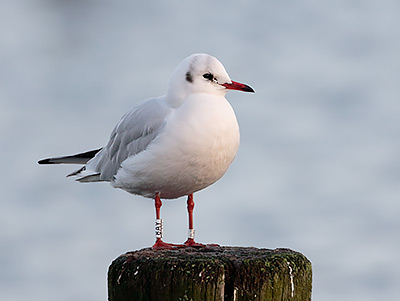 Black-headed Gull (Chroicocephalus ridibundus) [Amager Strandpark, Denmark]