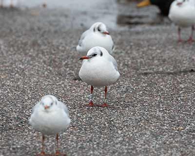 Black-headed Gull (Chroicocephalus ridibundus) [Amager Strandpark, Denmark]