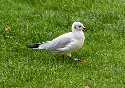 Black-headed Gull (Chroicocephalus ridibundus) [Vinkelhuse (Tårnby), Denmark]