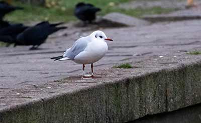 Black-headed Gull (Chroicocephalus ridibundus) [Tårnby Bypark, Denmark]