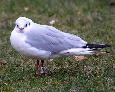 Black-headed Gull (Chroicocephalus ridibundus) [Tårnby Bypark, Denmark]