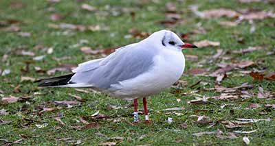 Black-headed Gull (Chroicocephalus ridibundus) [Tårnby Bypark, Denmark]