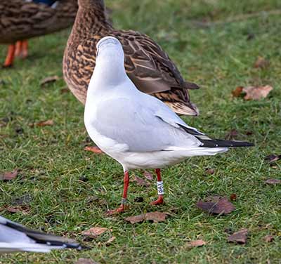 Black-headed Gull (Chroicocephalus ridibundus) [Tårnby Bypark, Denmark]