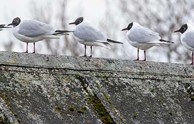 Black-headed Gull (Chroicocephalus ridibundus) [Amager Strandpark, Denmark]