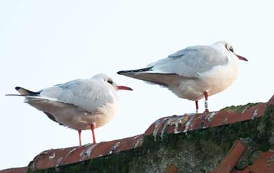 Black-headed Gull (Chroicocephalus ridibundus) [Dragør, Denmark]