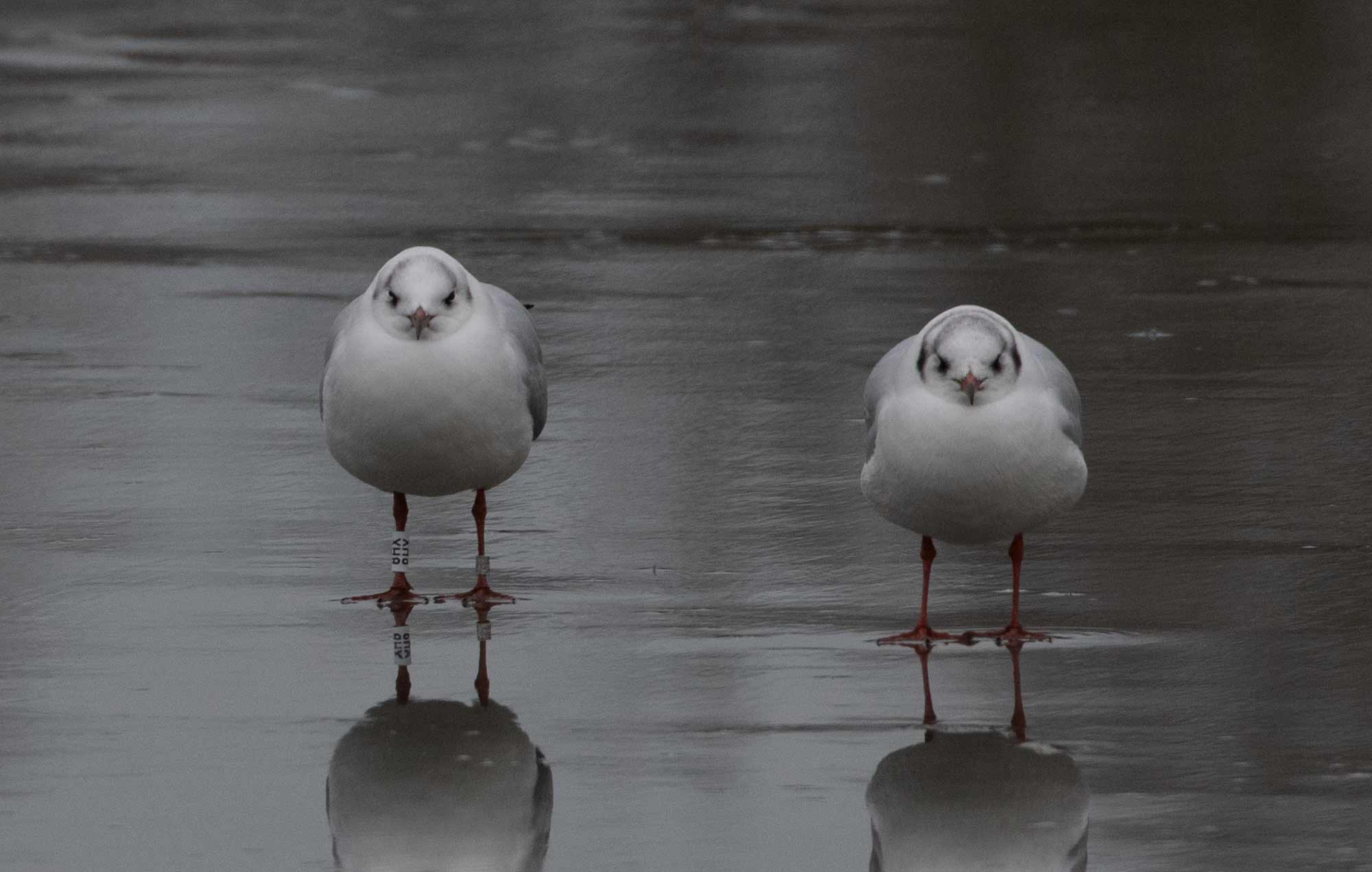 Black-headed Gull (Chroicocephalus ridibundus) [Christianshavns vold og voldgrav, Denmark]